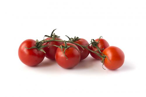A branch of tomatoes isolated on white