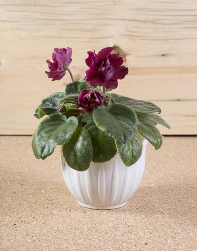 Maroon violets on a wooden background