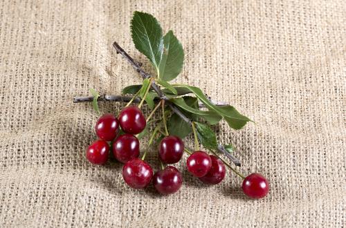 Red cherry in a piece of a branch on a burlap canvas