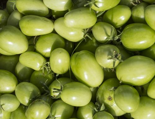 Green tomatoes background