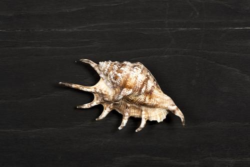 Brown seashell on a black wooden surface