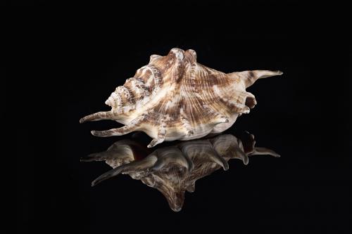 Brown seashell on black mirror background