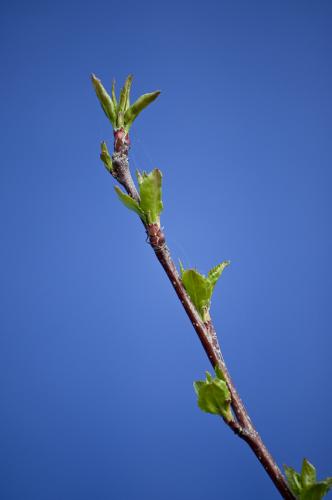 090509-01