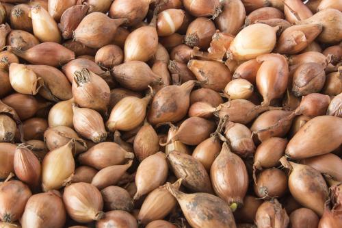 Onion seedlings