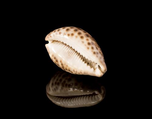 Dotted seashell on a black mirror surface