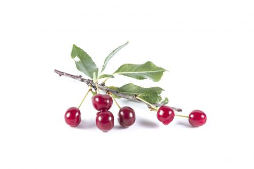 Red ripe cherry on a piece of a branch with green leaves isolate