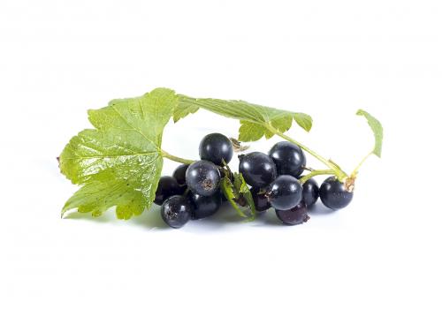 Black currant berries on a piece of a branch with green leaves i