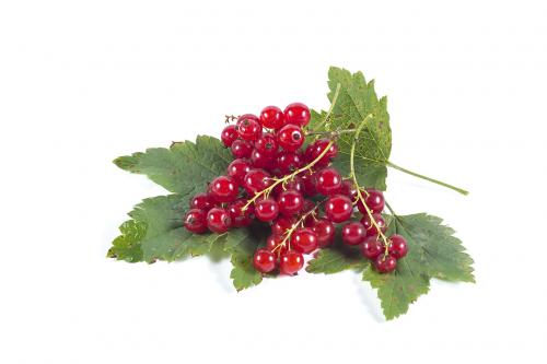 Red currant berries on a piece of a branch with green leaves iso