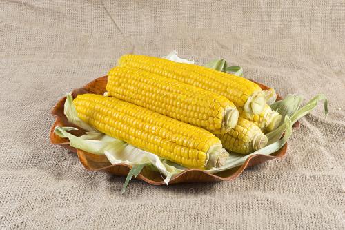Fresh boiled corn on the cobs on a burlap canvas