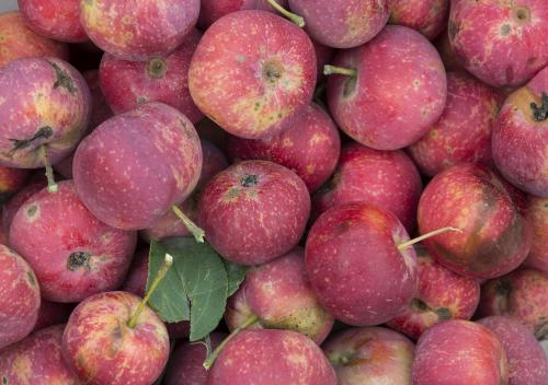 Small red apples background