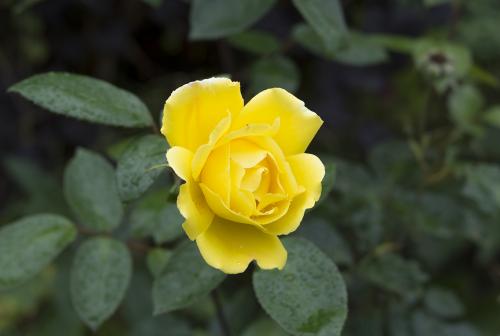Yellow rose on natural blurred green background