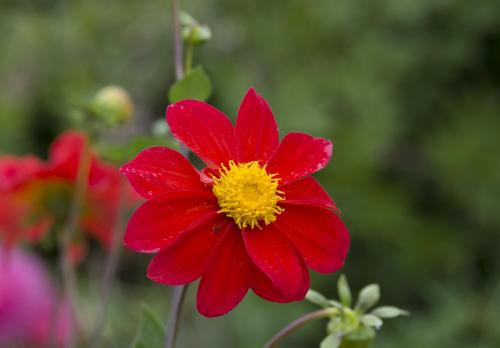 Red camomille on natural green blurred background