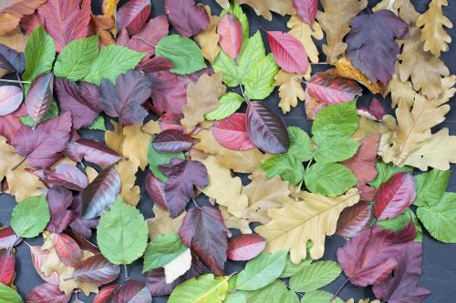 Multicolored autumn leaves