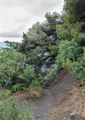 Алупка. Воронцовский парк